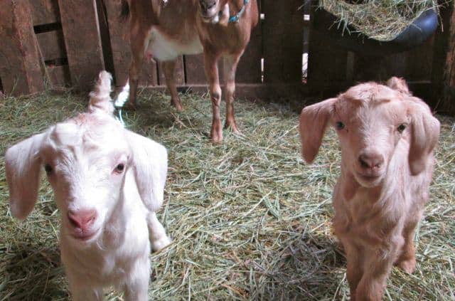 Two young white goat kids standing in hay inside a barn, with partial view of a brown goat in the background.